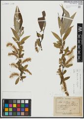 Foto von Salix alba L. x Salix fragilis L.